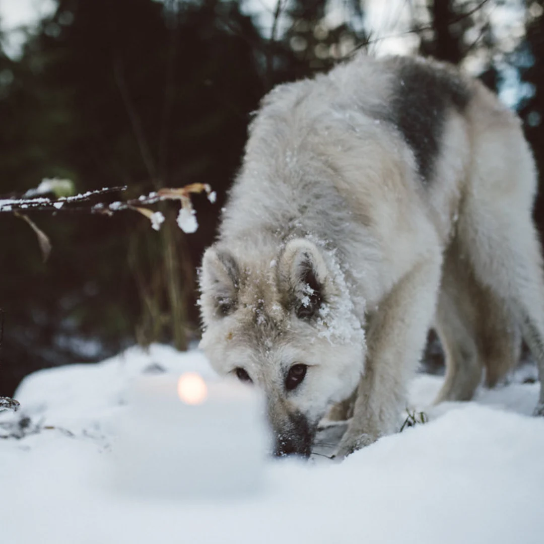 Hollow Tree Coastal Wolf Candle 海岸灰狼蠟燭|苔蘚黑果 \寵物友善 Pet-friendly/