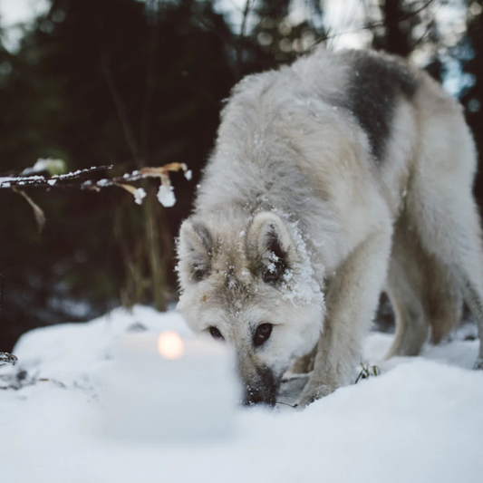 Hollow Tree Coastal Wolf Candle 海岸灰狼蠟燭|苔蘚黑果 \寵物友善 Pet-friendly/
