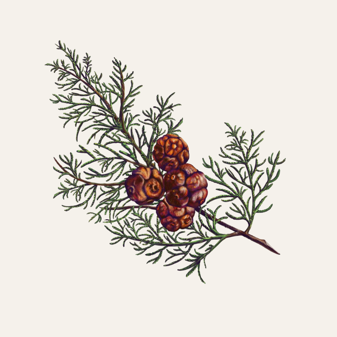 Carrière Frères Cypress Scented Candle|柏樹 Cupressus