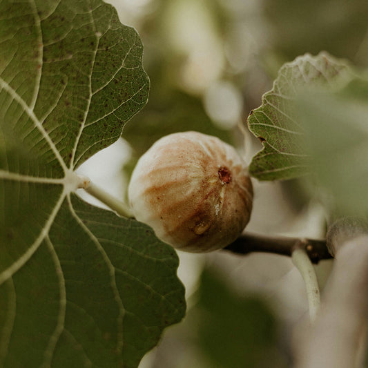 Cereria Mollá Fig & Citrus Incense 無花果柑橘線香