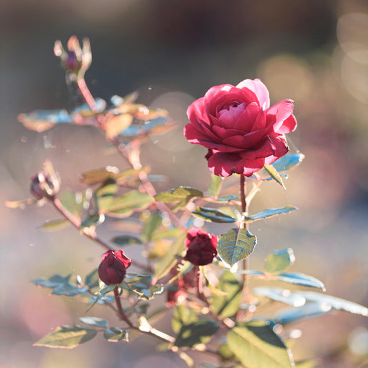 LUMIRA Persian Rose Candle 波斯玫瑰蠟燭