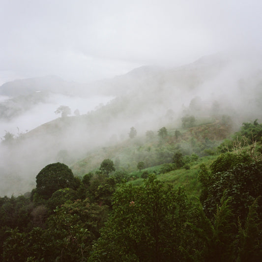 Cinder & Smoke Rain Forest Eau de Parfum 天然精油香水