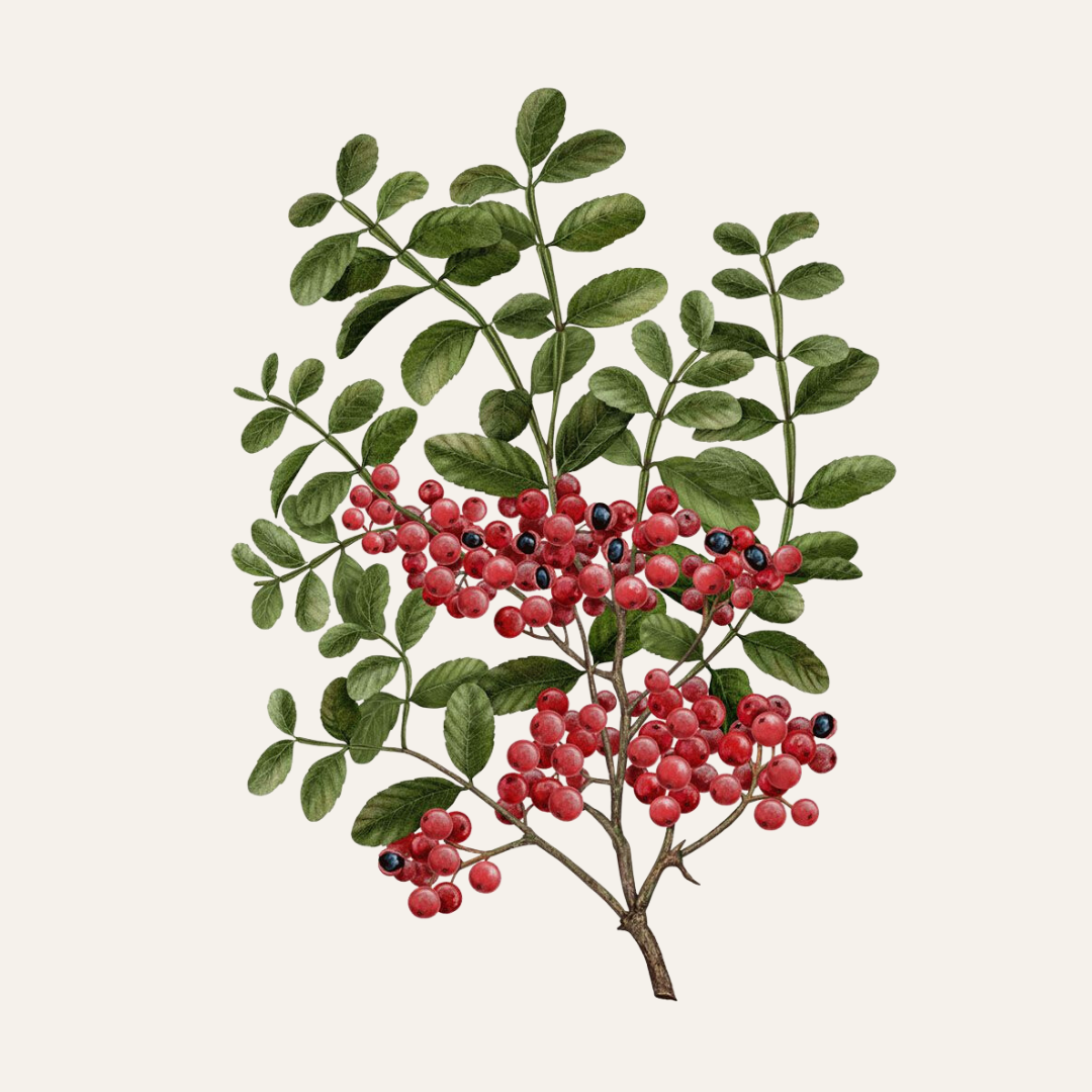 Carrière Frères Sichuan Pepper Scented Candle|四川花椒 Zanthoxylum Piperitum