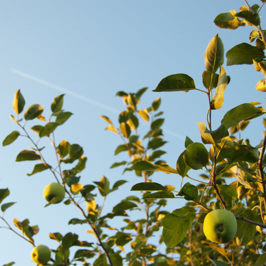 Cinder & Smoke Sundazed Eau de Parfum 天然精油香水