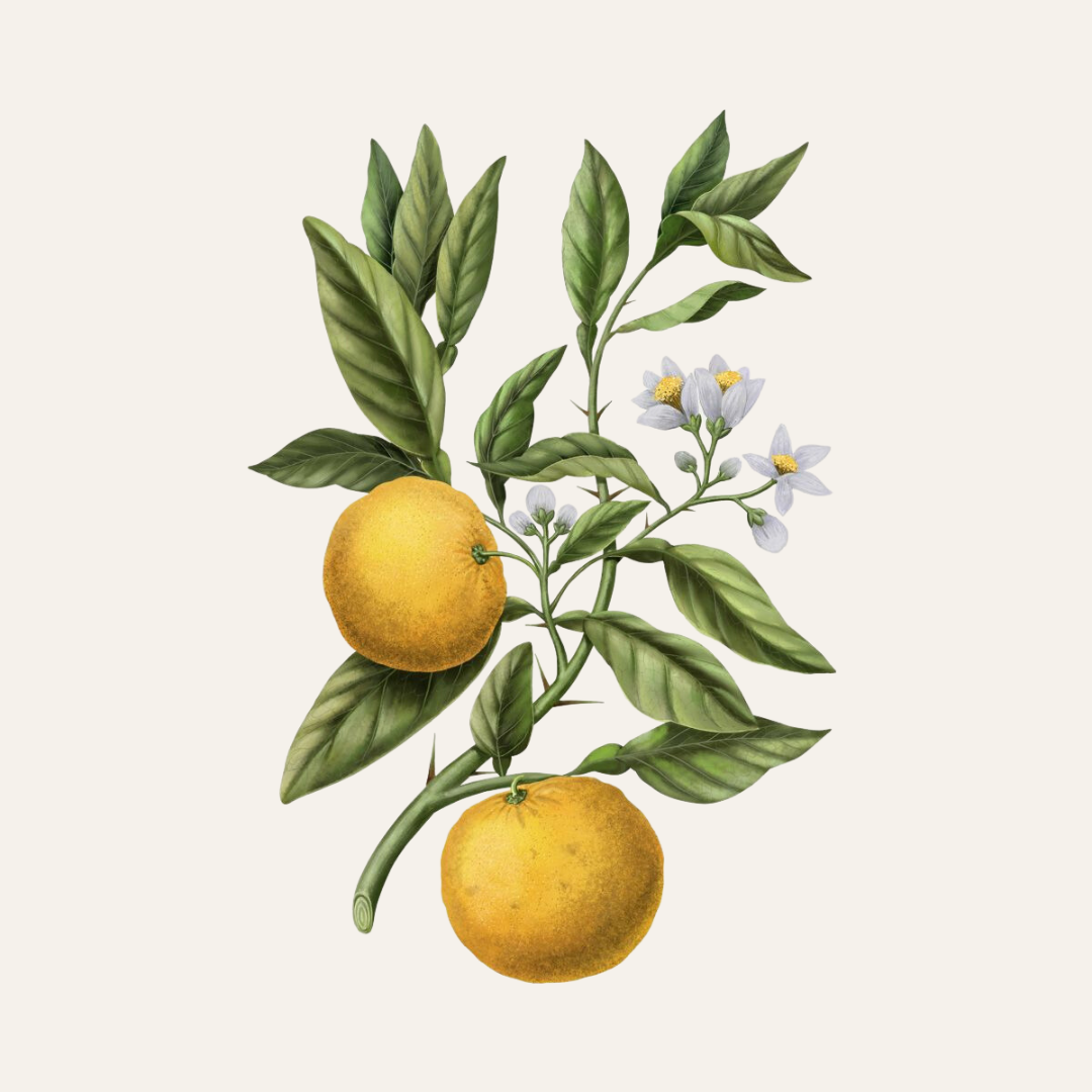 Carrière Frères Yuzu Scented Candle|柚子 Citrus Junos