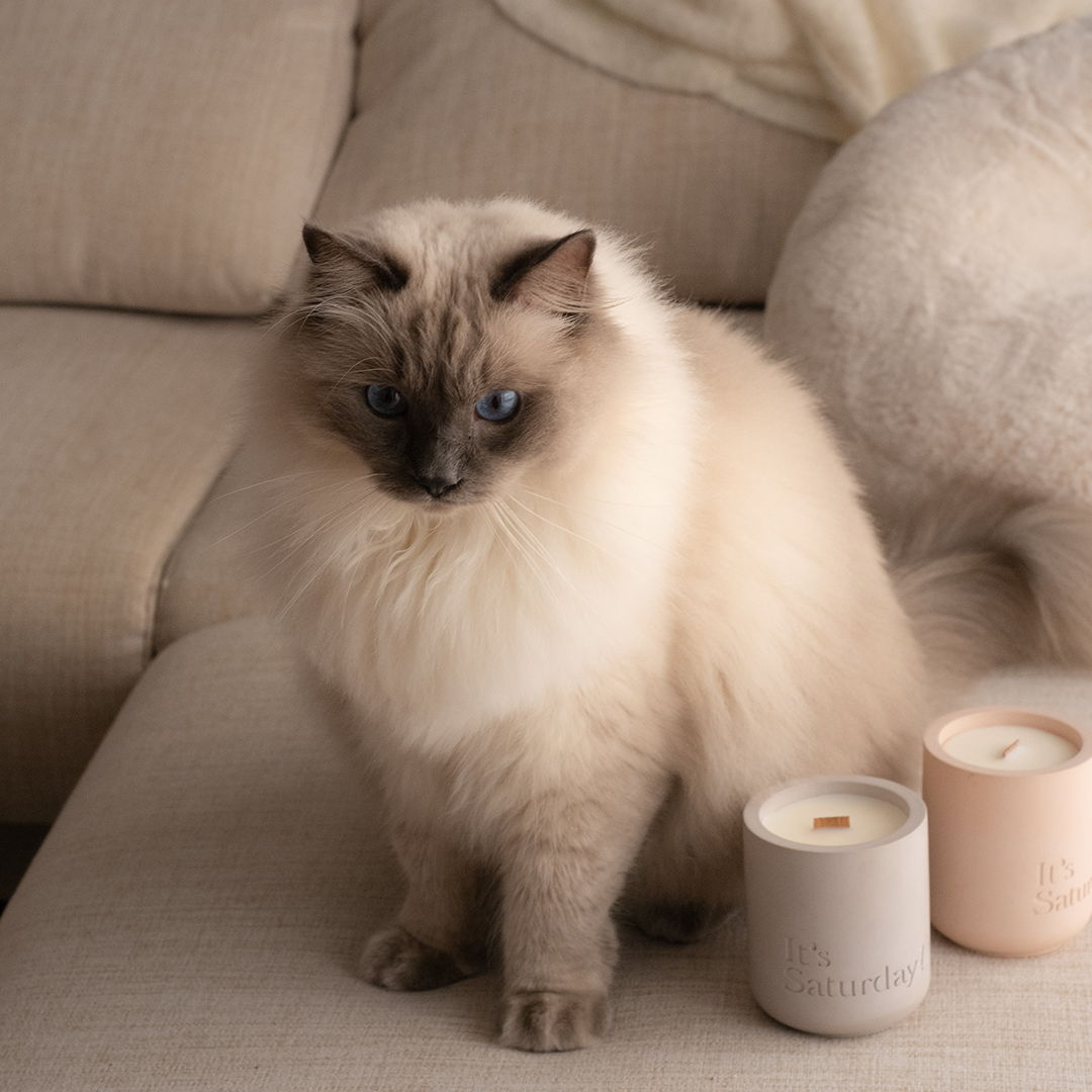 It's Saturday! No.003 熬夜成癮症 - 玫瑰粉水泥香氛蠟燭 Wooden Wick Candle \寵物友善 Pet-friendly/