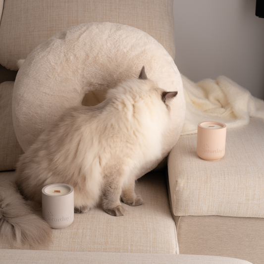 It's Saturday! No.020 落日餘暉 - 粉塵藕水泥香氛蠟燭 Wooden Wick Candle \寵物友善 Pet-friendly/