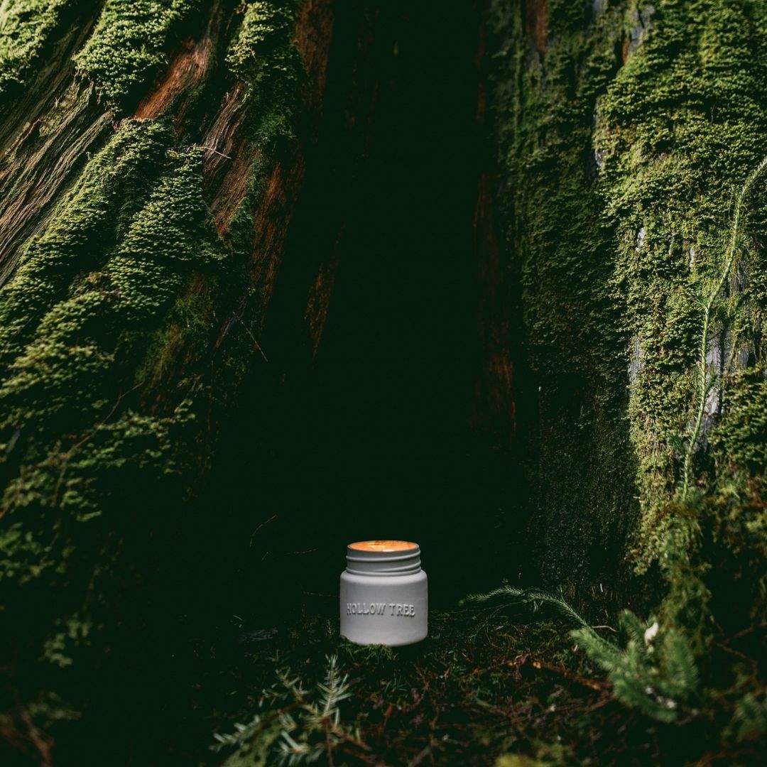 Hollow Tree Cathedral Grove Candle 教堂雨林蠟燭|冷杉 \寵物友善 Pet-friendly/