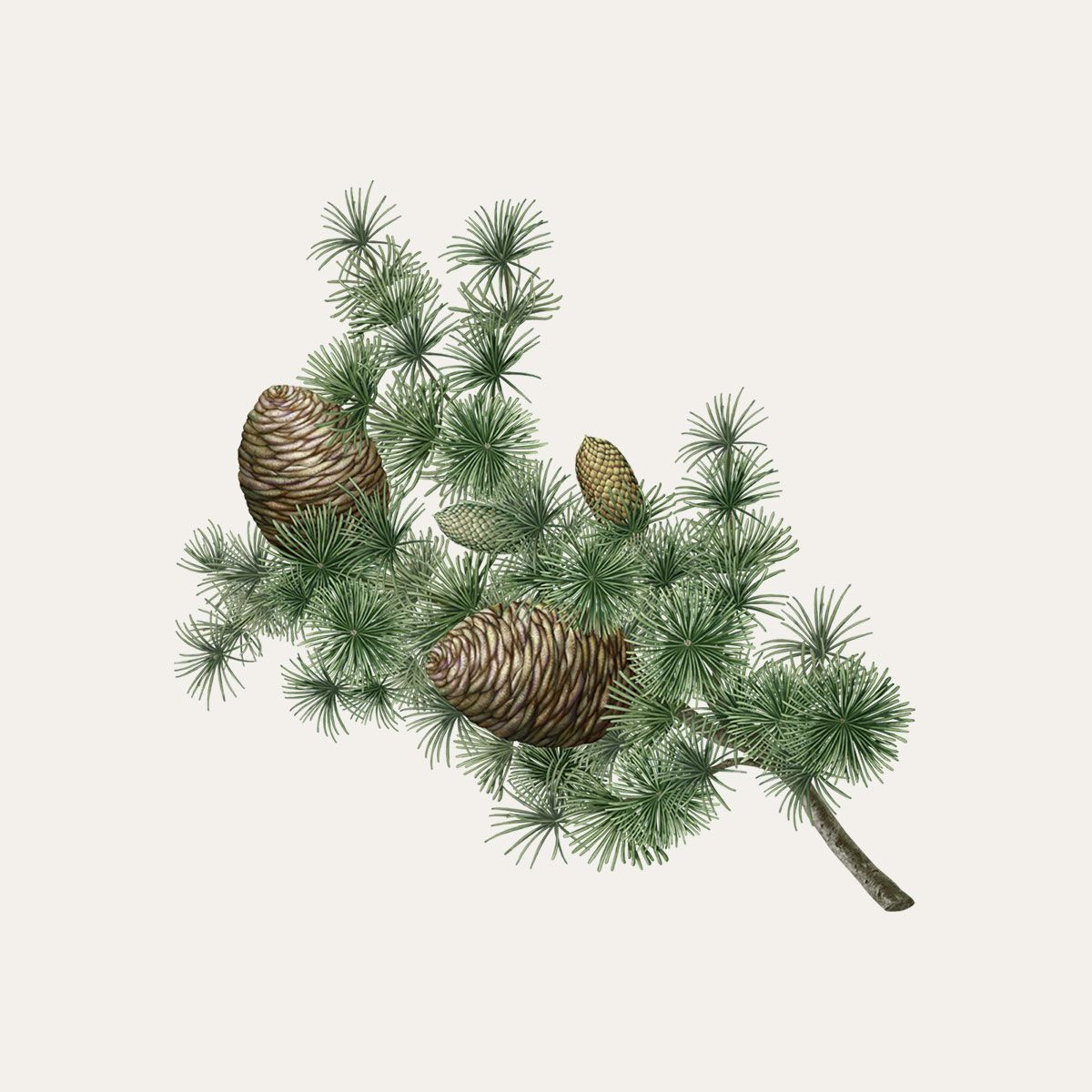 Carrière Frères Cedar Scented Candle|雪松 Cedrus Atlantica