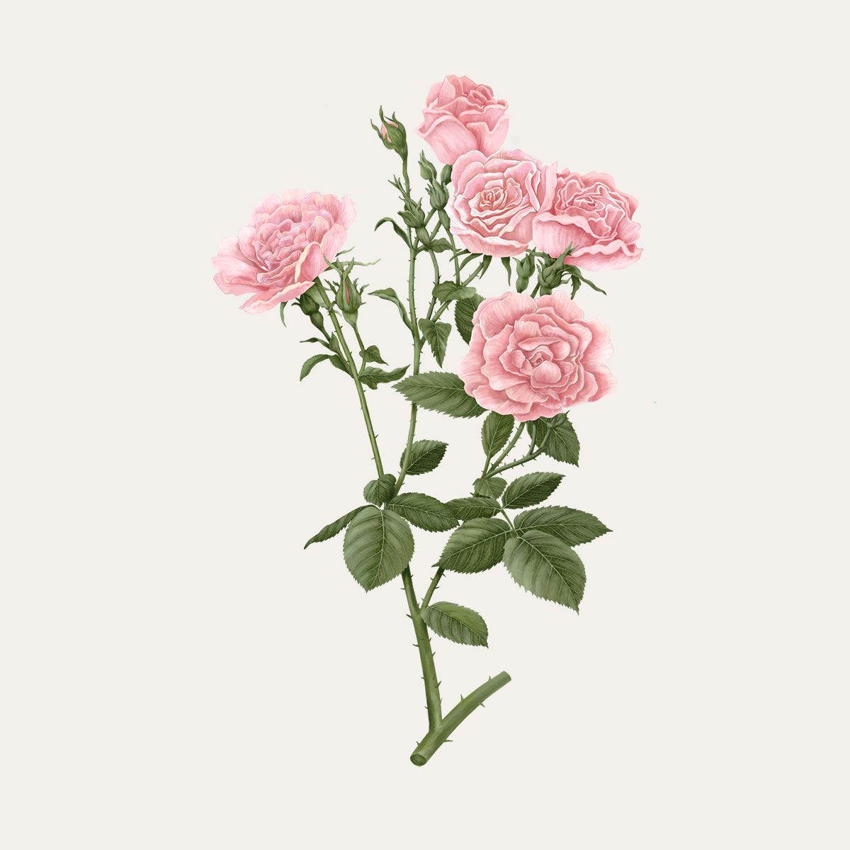 Carrière Frères Damask Rose Scented Candle|大馬士革玫瑰 Rosa Damascena