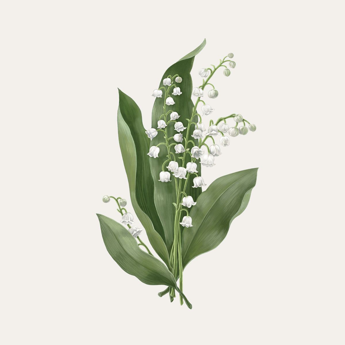 Carrière Frères Lily of The Valley Scented Candle|鈴蘭 Majalis