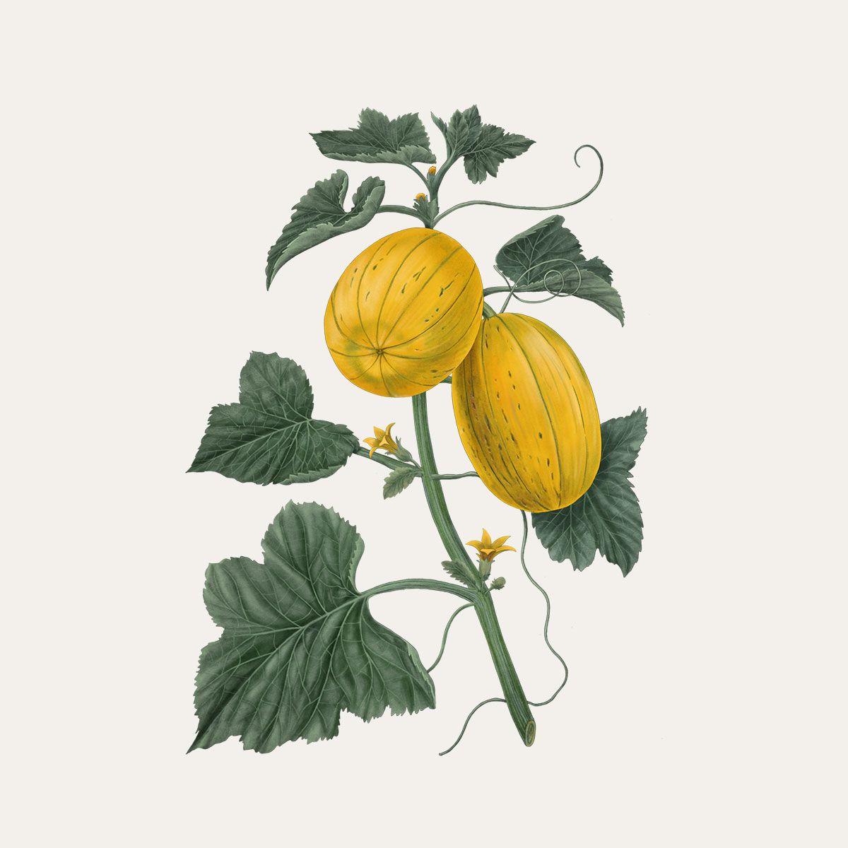 Carrière Frères Melon Scented Candle|蜜瓜 Cucumis Melon