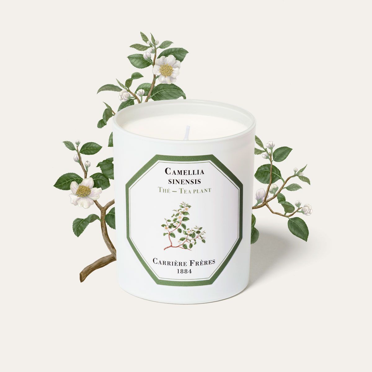 Carrière Frères Tea Plant Scented Candle|紅茶 Camellia Sinensis