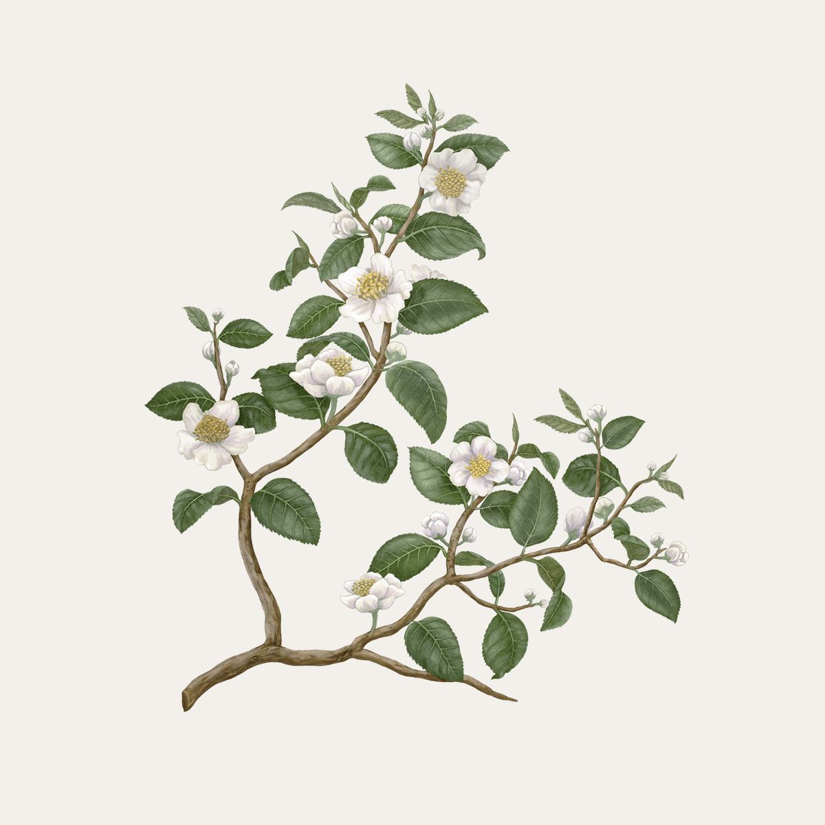 Carrière Frères Tea Plant Scented Candle|紅茶 Camellia Sinensis