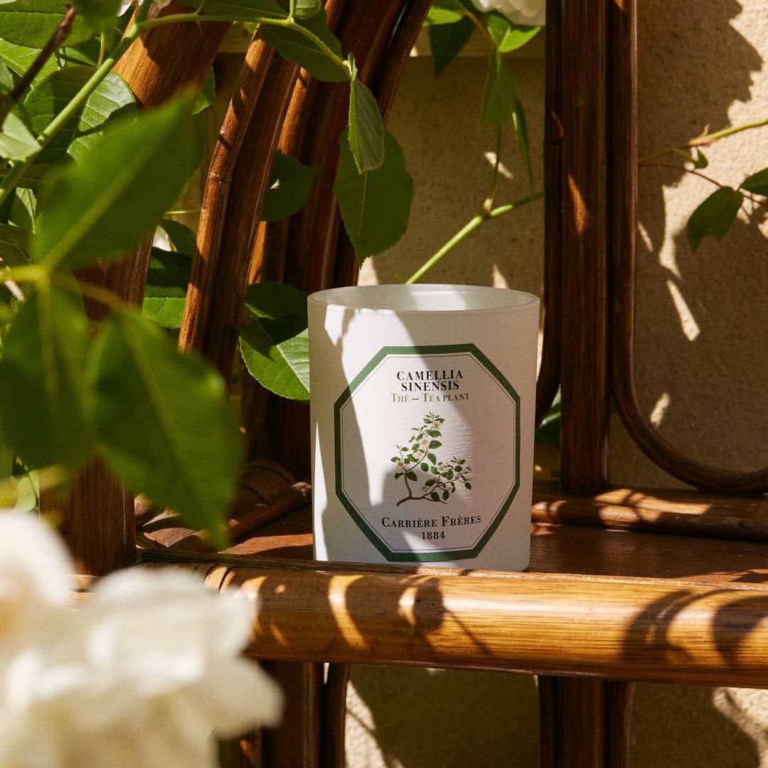 Carrière Frères Tea Plant Scented Candle|紅茶 Camellia Sinensis