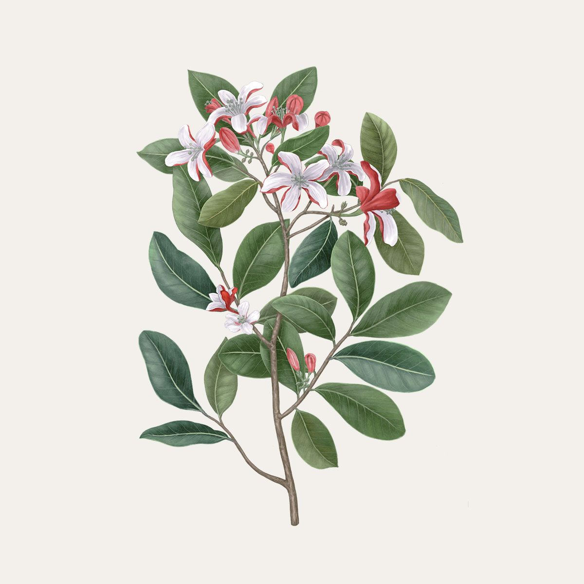 Carrière Frères Tiare Scented Candle|梔子花 Gardenia Tahitensis