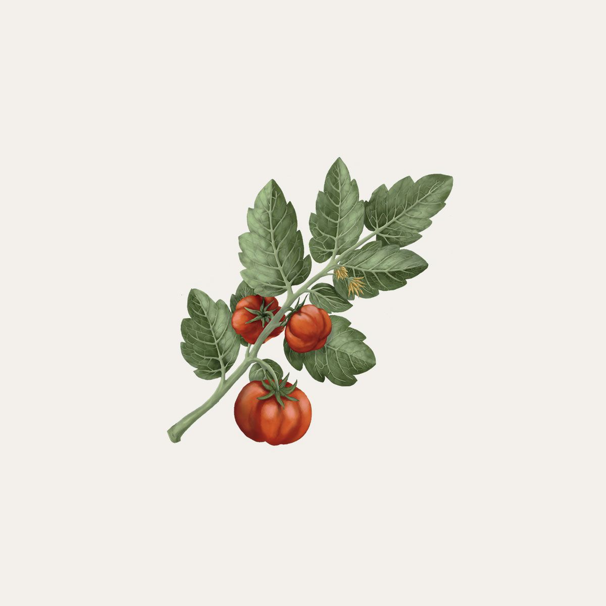 Carrière Frères Tomato Diffuser|蕃茄擴香瓶