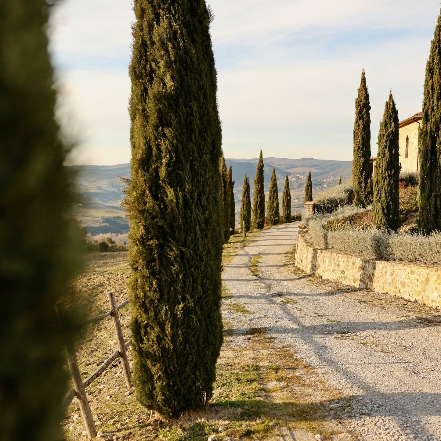 LUMIRA Cypres de Provence Candle 普羅旺斯柏樹蠟燭