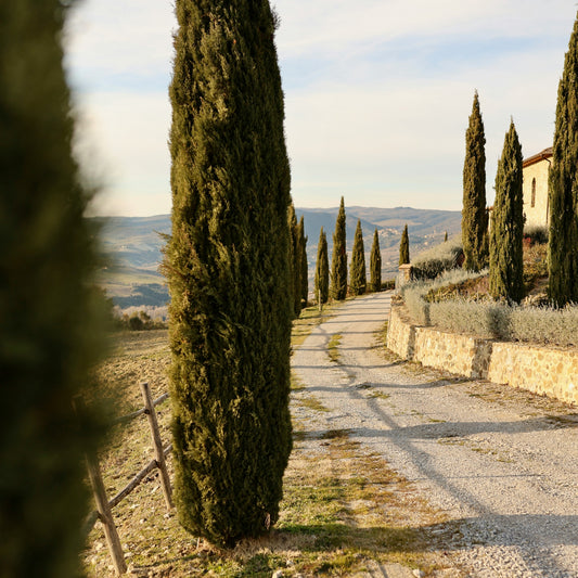 LUMIRA Cypres de Provence Candle 普羅旺斯柏樹蠟燭