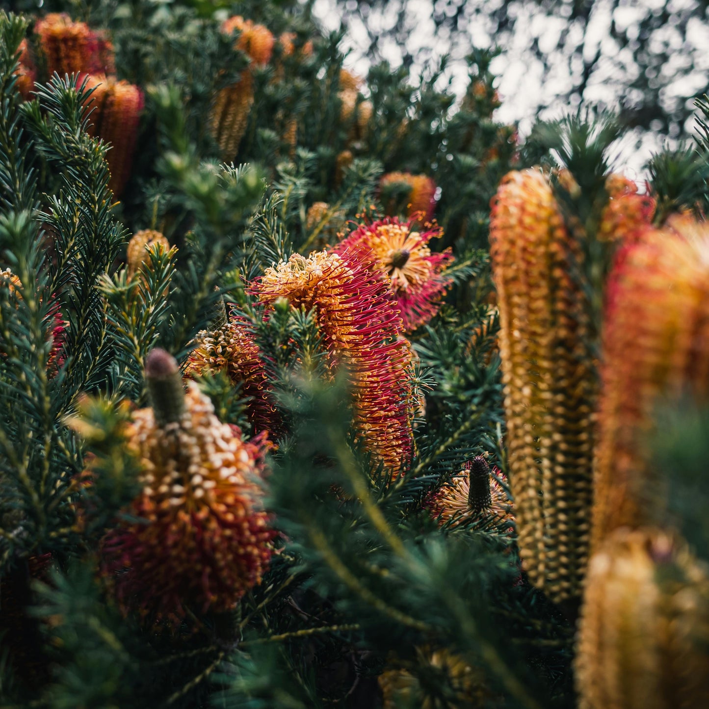 LUMIRA Botanica by Australian Botanic Garden Candle 澳洲國家植物園蠟燭