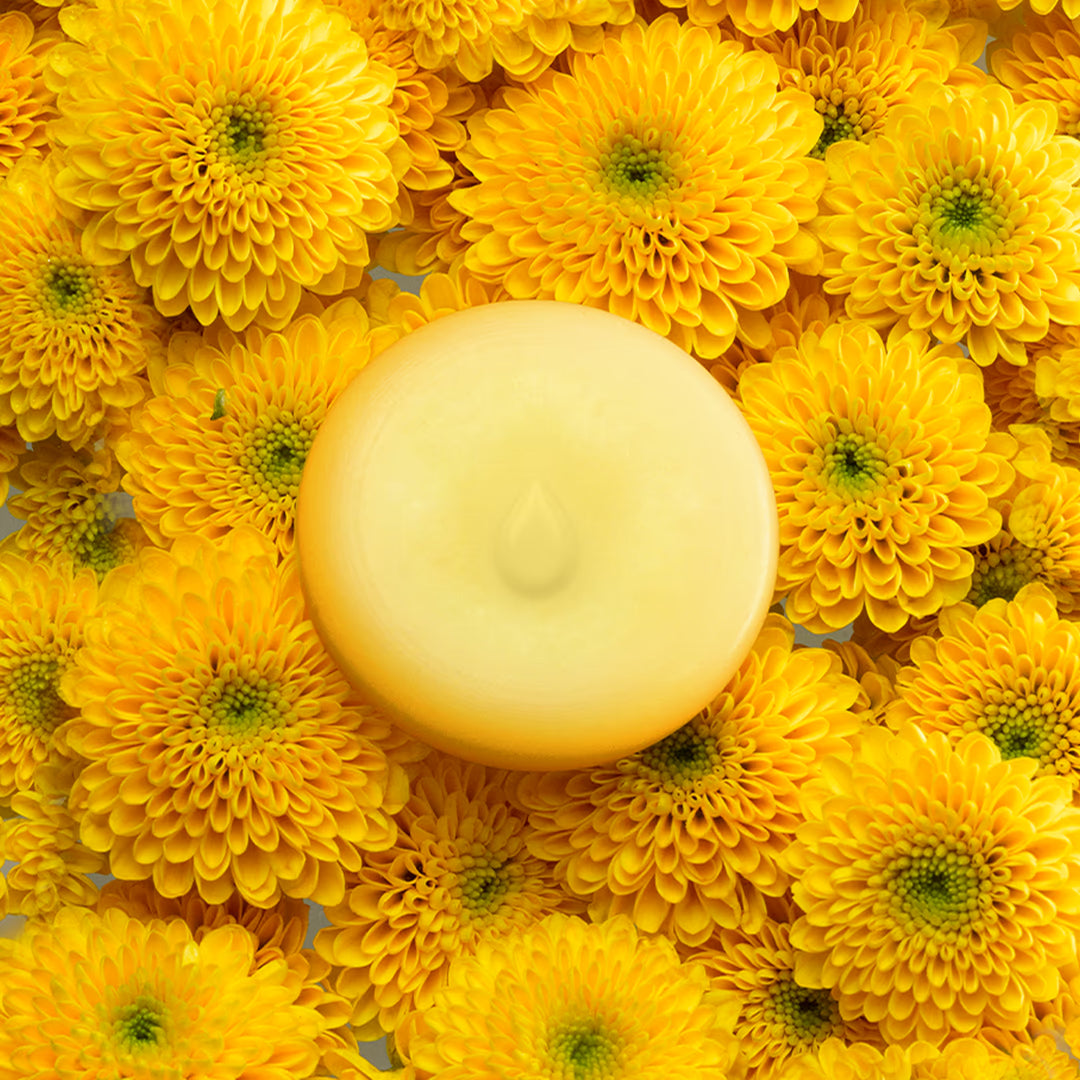 Mimosa Melts 春日黃花蠟片｜HAPPY