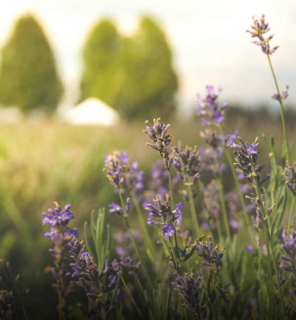 Cereria Mollá Provence Lavender Candle 普羅旺斯薰衣草蠟燭