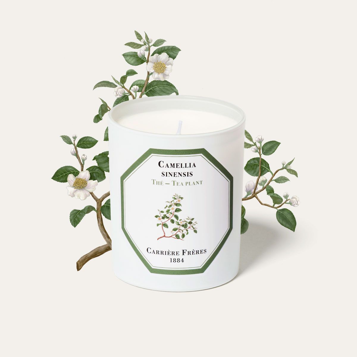 Carrière Frères Tea Plant Scented Candle｜紅茶 Camellia Sinensis