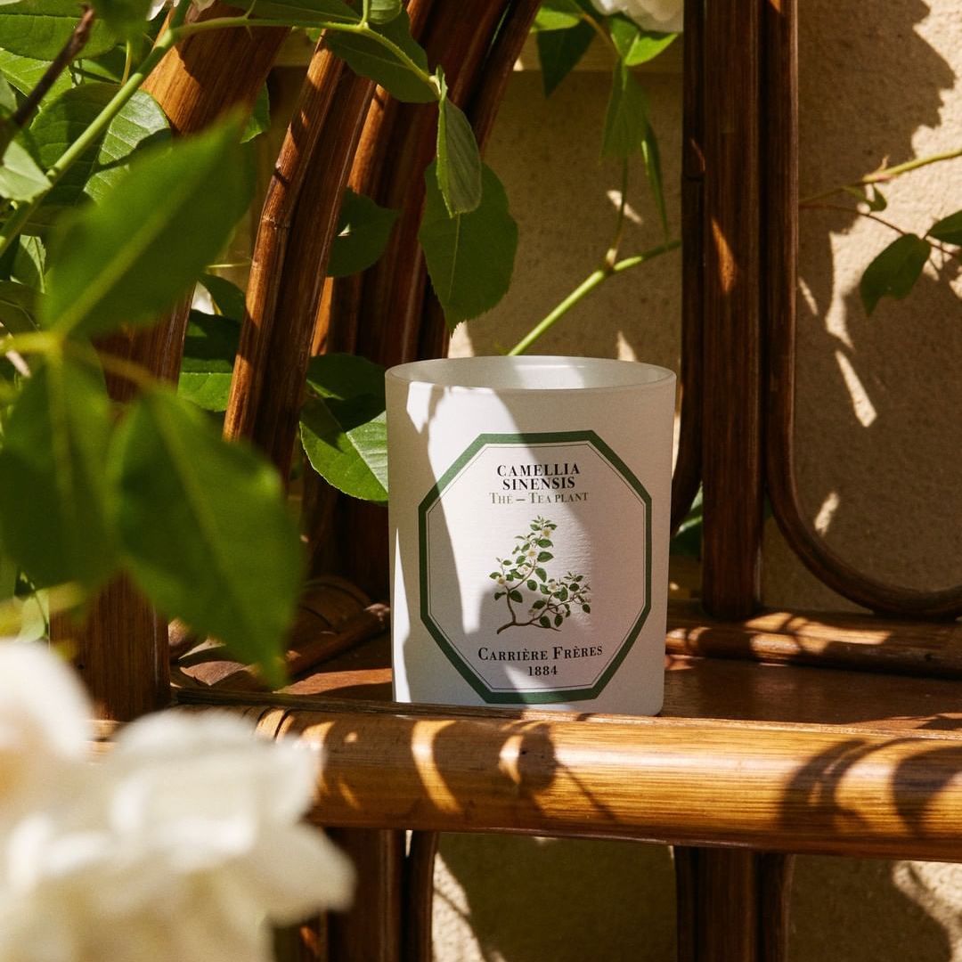 Carrière Frères Tea Plant Scented Candle｜紅茶 Camellia Sinensis